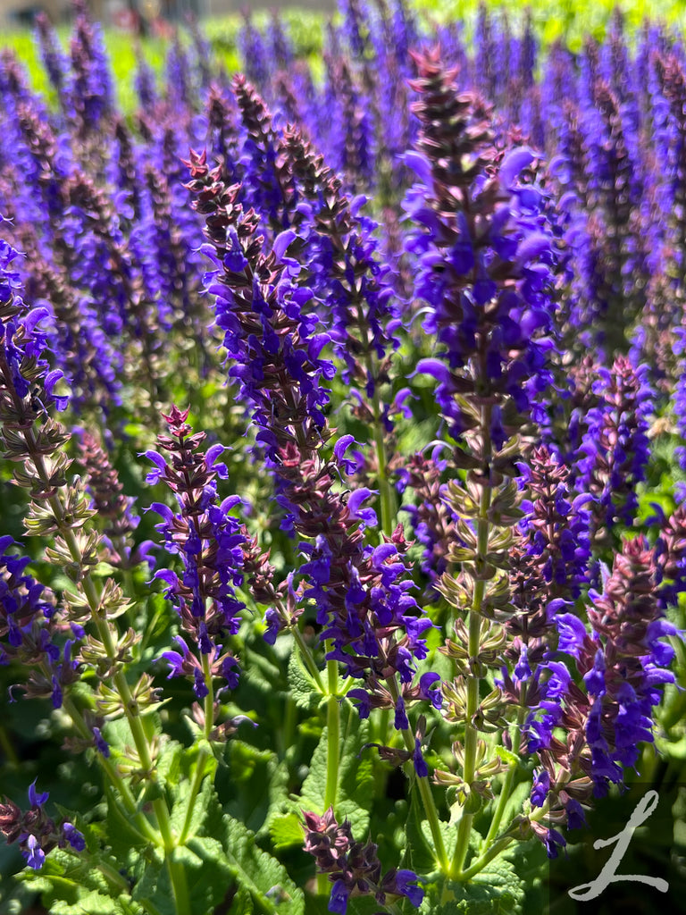 Salvia n. 'Sally Rosa April Night'