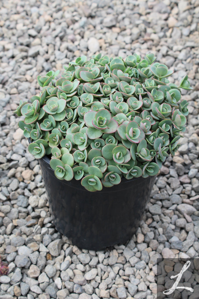 Sedum SUNSPARKLER® 'Lime Zinger'