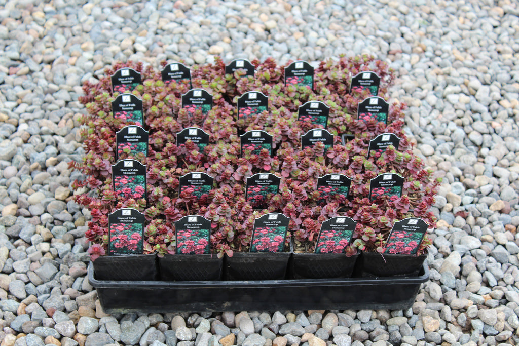 Groundcover, Sedum 'Blaze of Fulda'- 25 per flat