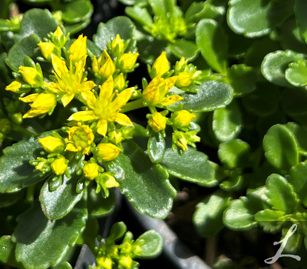 Sedum ‘Little Missy’