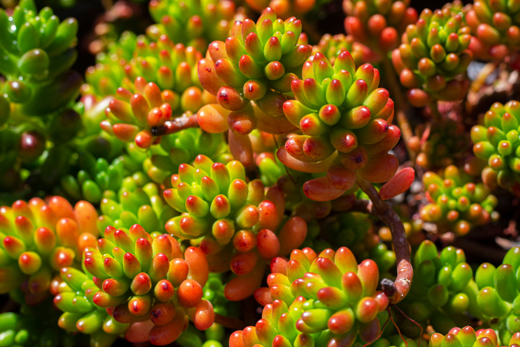 Sedum rubrotinctum