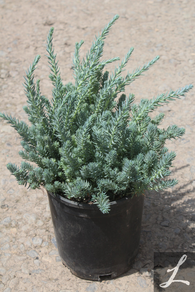 Sedum rup. 'Blue Spruce'