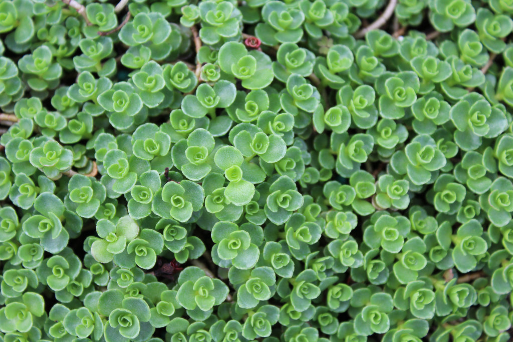 Groundcover, Sedum spurium 'John Creech'- 25 per flat