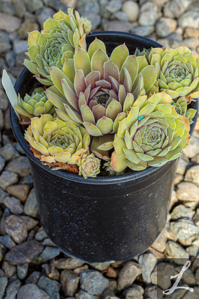 Sempervivum 'Rita Jane'