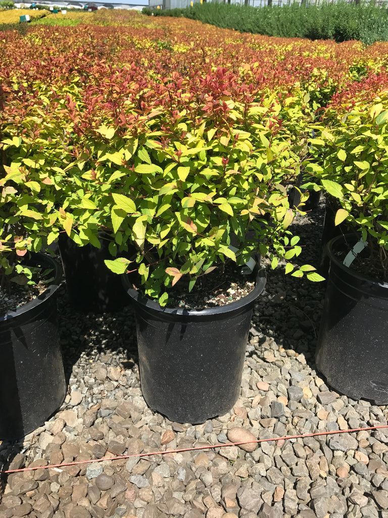 Spiraea x b. 'Goldflame'