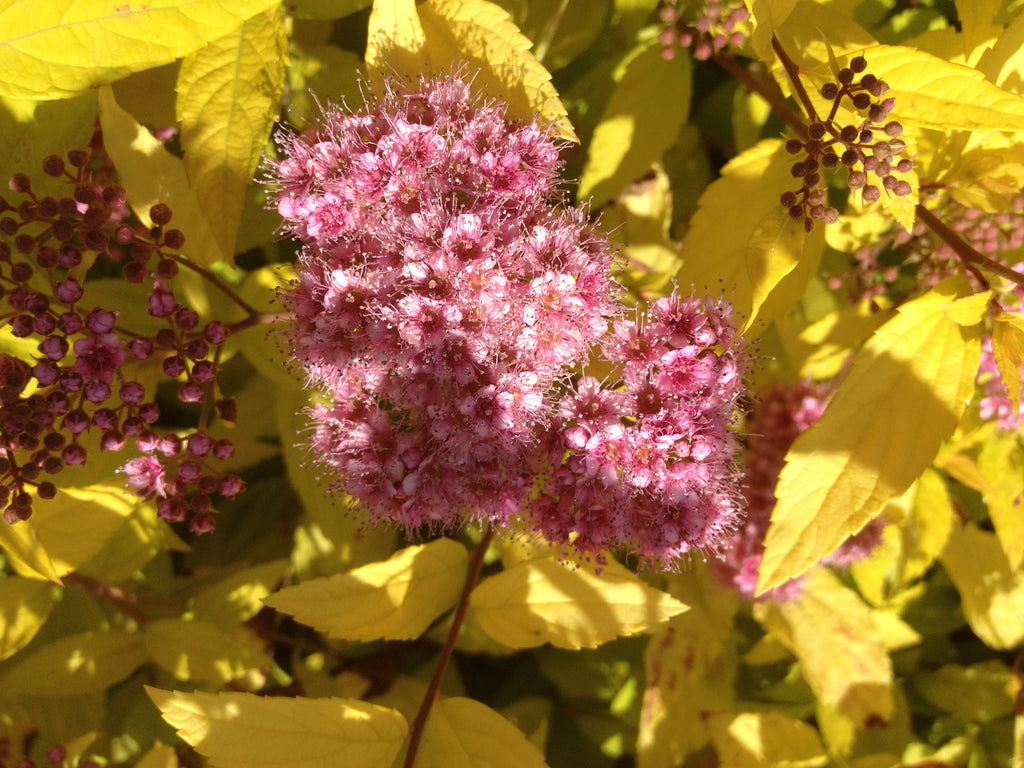 Spiraea j. 'Lemon Princess'