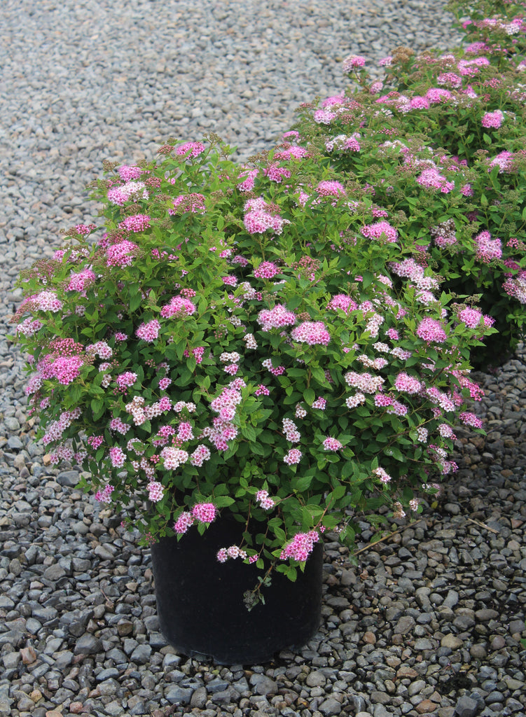 Spiraea j. 'Little Princess'