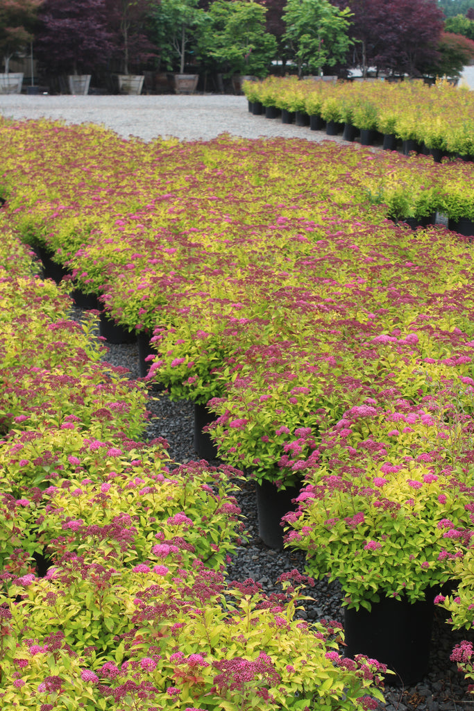 Spiraea j. 'Magic Carpet' PP9363