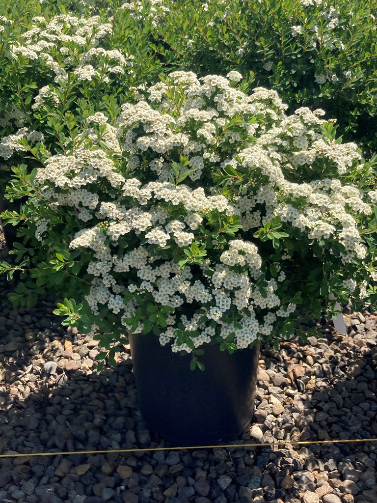 Spiraea n. 'Snowmound'