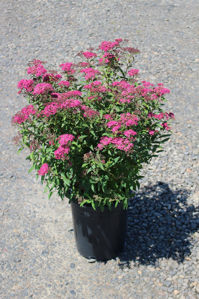 Spiraea x b. 'Anthony Waterer'