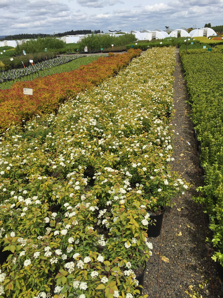 Spiraea x vanhouttei Firegold® FIRST EDITIONS® PP19308