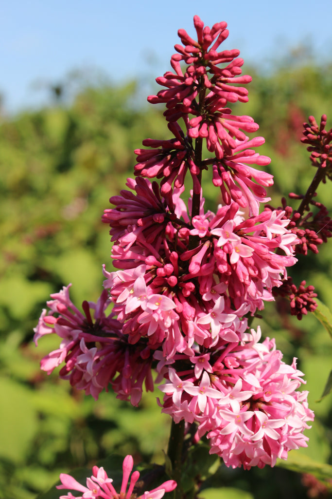 Syringa p. 'Miss Canada' (pink)