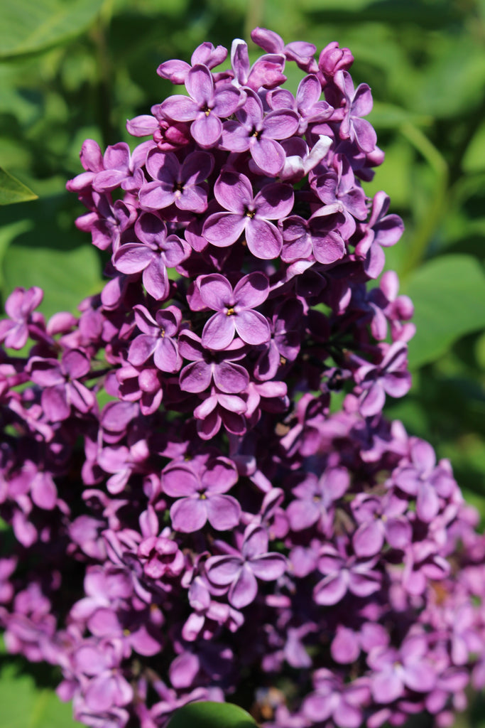 Syringa vulgaris 'Ludwig Spaeth' (purple)