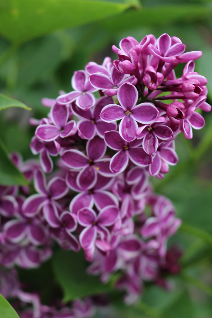 Syringa vulgaris 'Sensation' (white/purple)