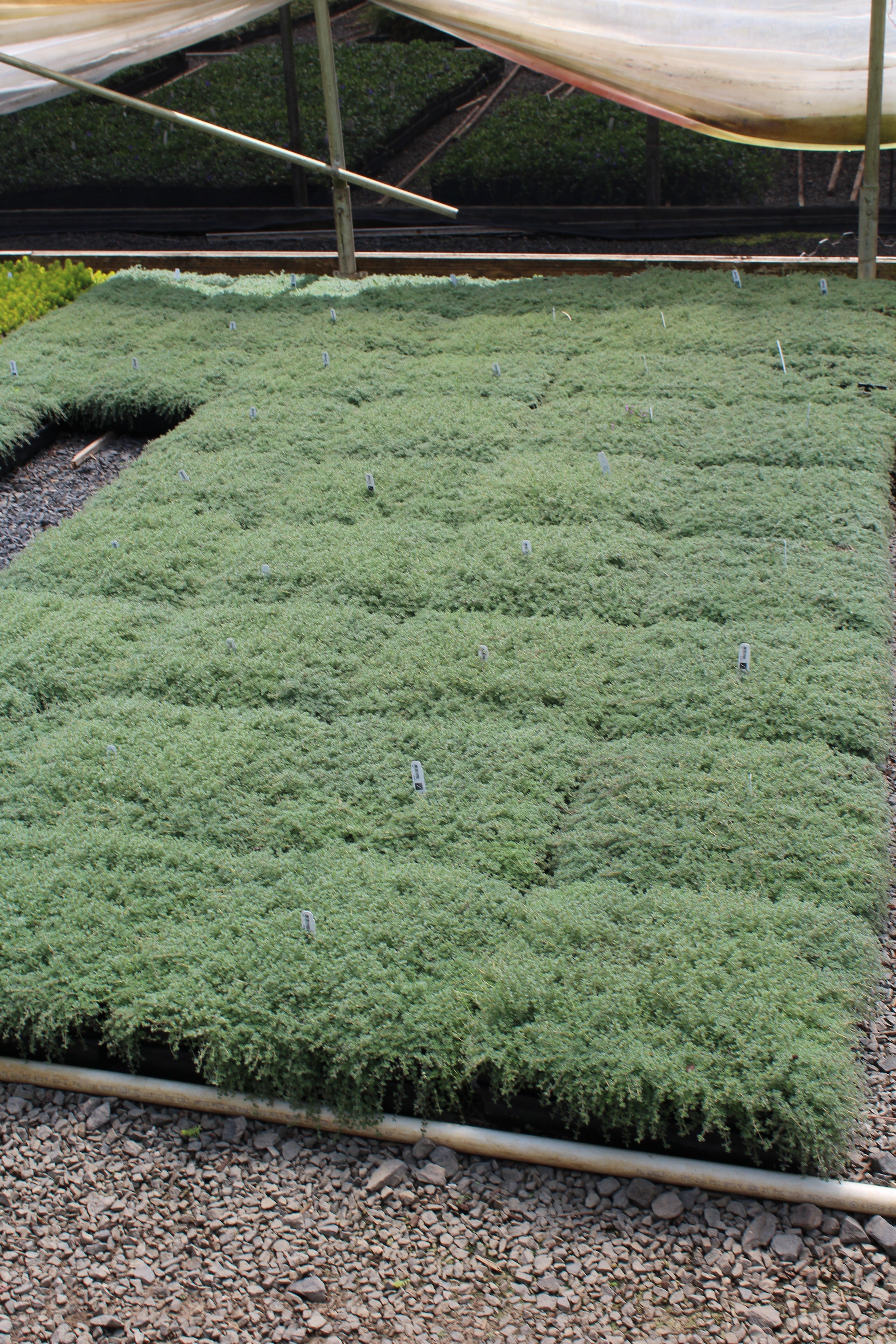 Groundcover, Thymus pseudolanuginosus (wooly)- 25 per flat – Loen