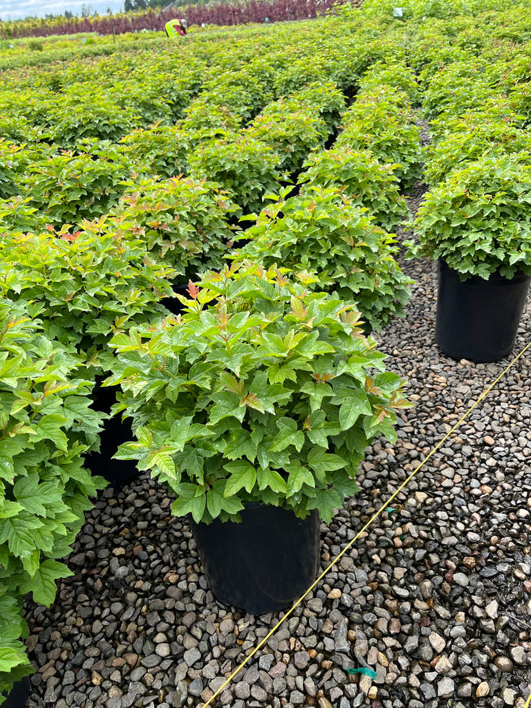 Viburnum opulus 'Nanum'