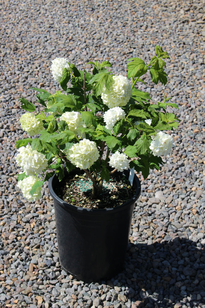 Viburnum opulus 'Roseum'