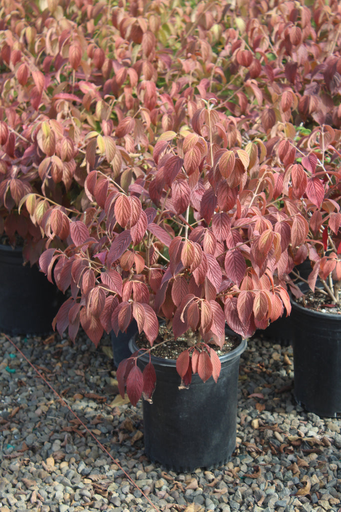 Viburnum p.t. 'Mariesii'