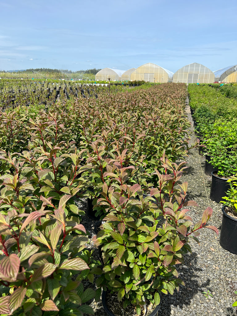 Viburnum x bod. 'Pink Dawn' (pink, fragrant)