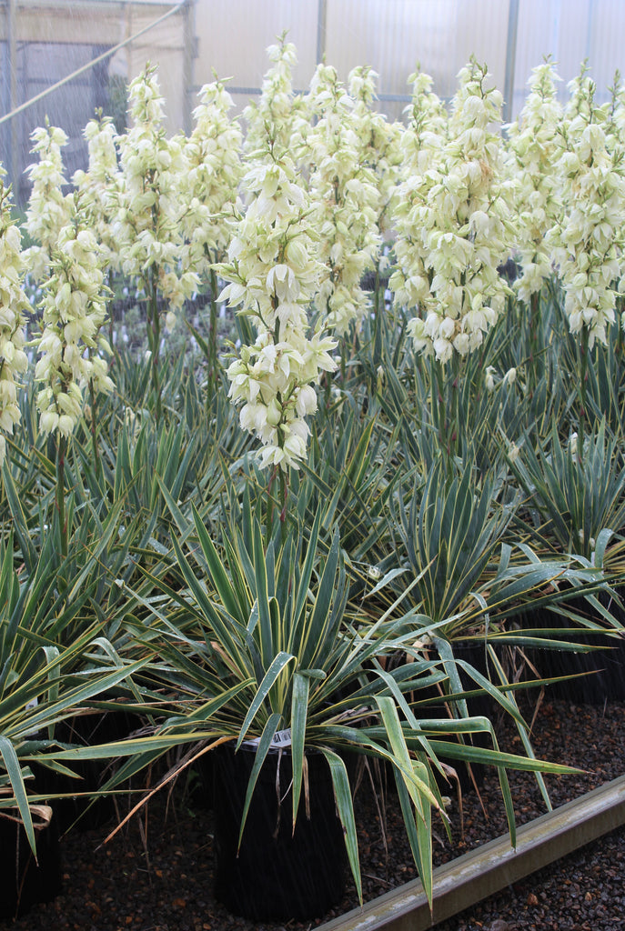 Yucca fil. 'Bright Edge' (variegated)