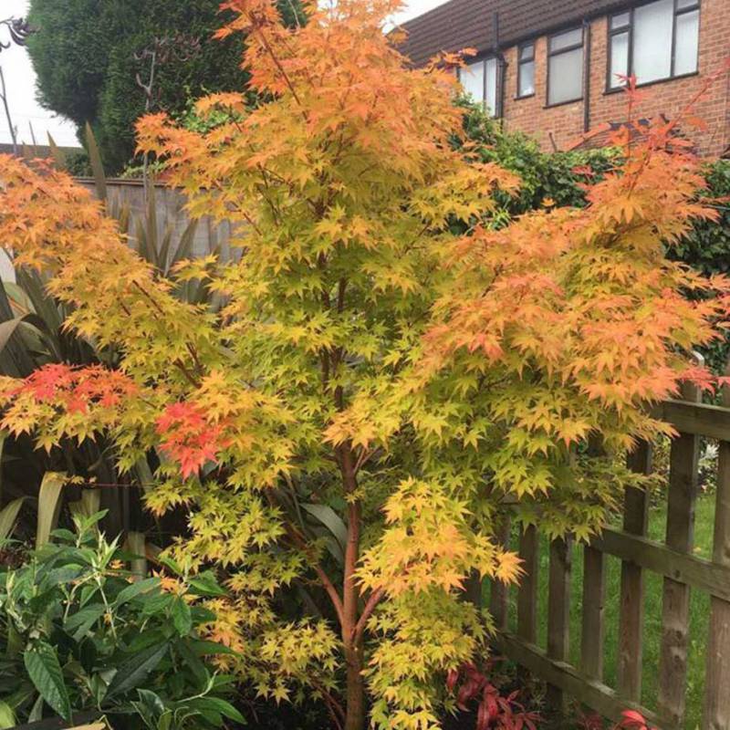 Acer palmatum 'Sango kaku' (BBP)