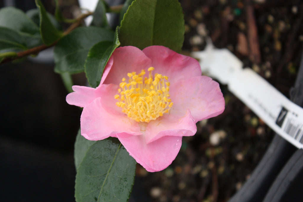 Camellia x 'Winter Dream' (pink)