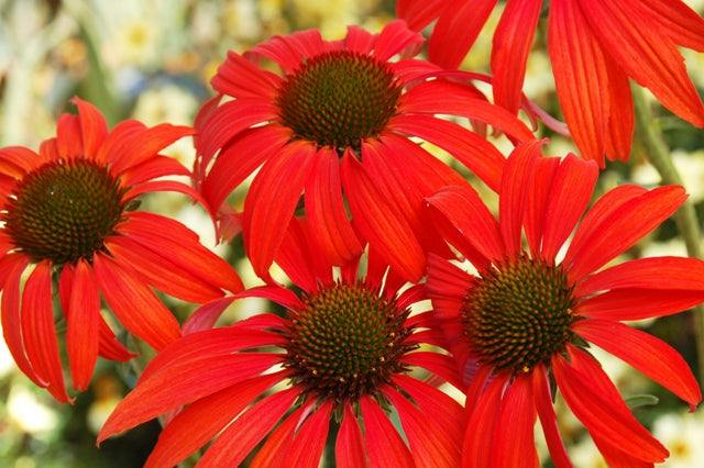 Echinacea 'Tomato Soup' PP19427 (red/orange)