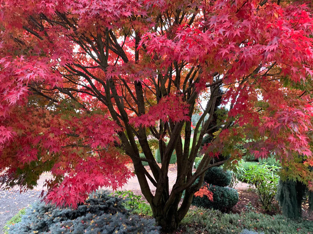 Acer palmatum 'Tobiosho'