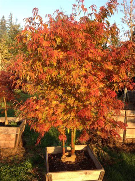 Acer palmatum 'Orange Flame' (CG)