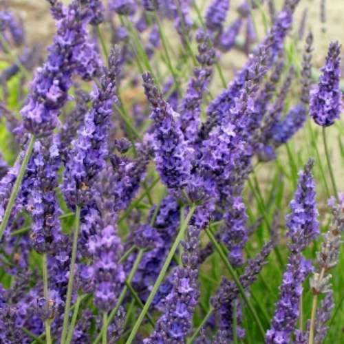 Lavandula x intermedia 'Grosso'