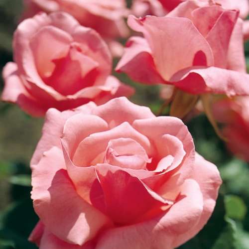 Rosa grand. 'Queen Elizabeth' (pink)