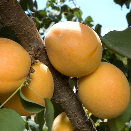 Fruit, Apricot 'Tilton' (Semi Dwarf)