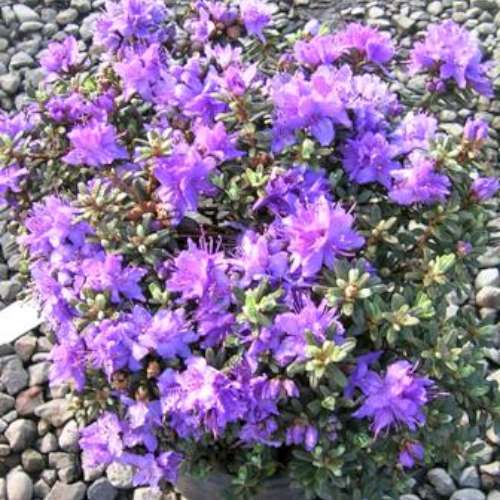 Rhod. 'Impeditum' (purple)- H-2
