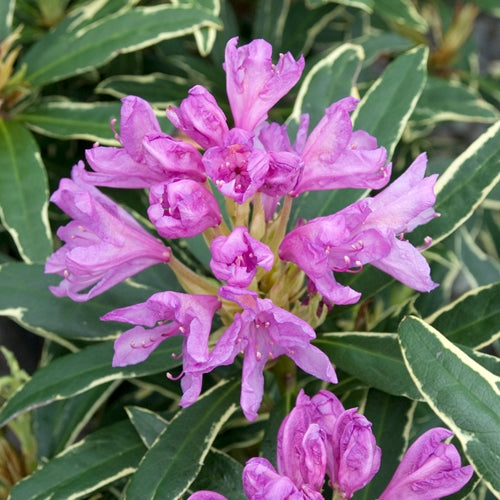 Rhod. 'Ponticum Variegatum' (pink)- H-2