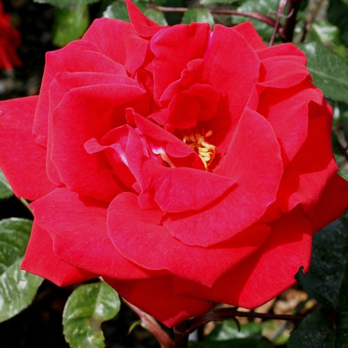 Rosa grand. Crimson Bouquet™ PP12001 (red)
