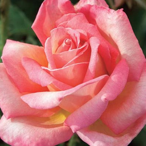 Rosa ht. 'Chicago Peace' (pink/yellow)