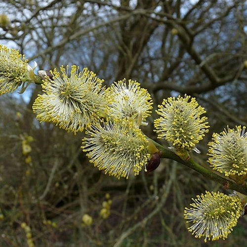 Salix caprea