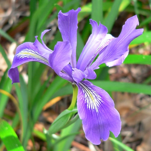 Iris douglasiana (lavender)