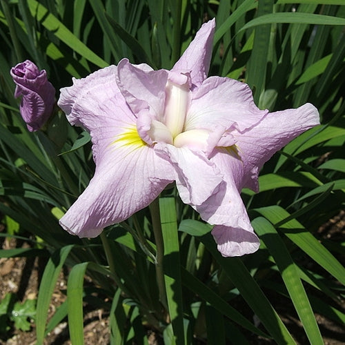 Iris en. 'Hatsu Kagami' (lavender)