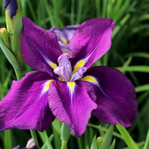 Iris x hollandica 'Purple Sensation' (dark purple)