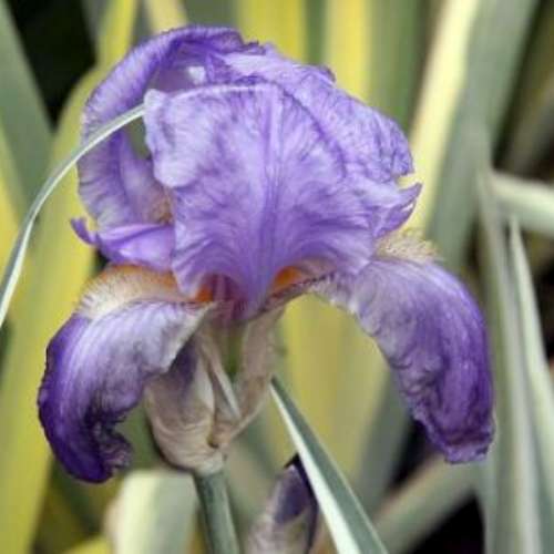Iris pallida 'Albo Variegata' (lavender)