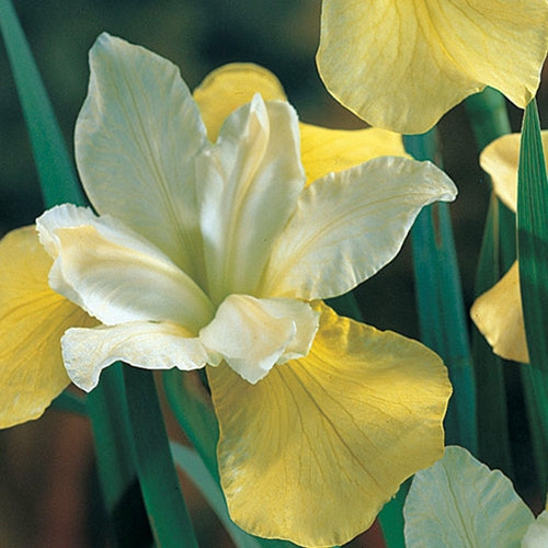Iris sibirica 'Butter & Sugar' (yellow/white)