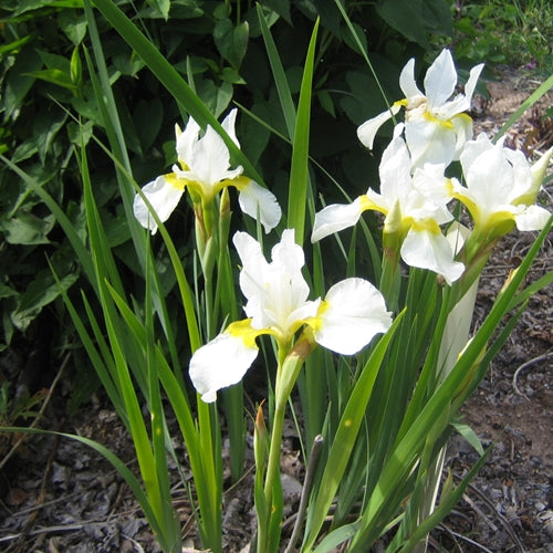 Iris sibirica 'Snow Queen' (white)