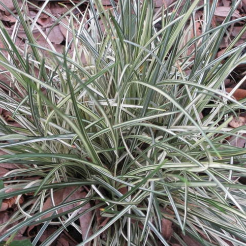 Grass, Ophiopogon japonicus 'Silver Mist'
