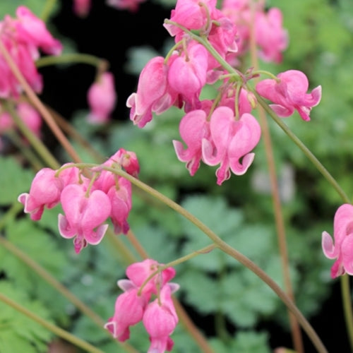 Dicentra f. 'King of Hearts' (deep pink)