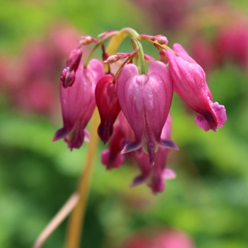 Dicentra 'Luxuriant' (pink)