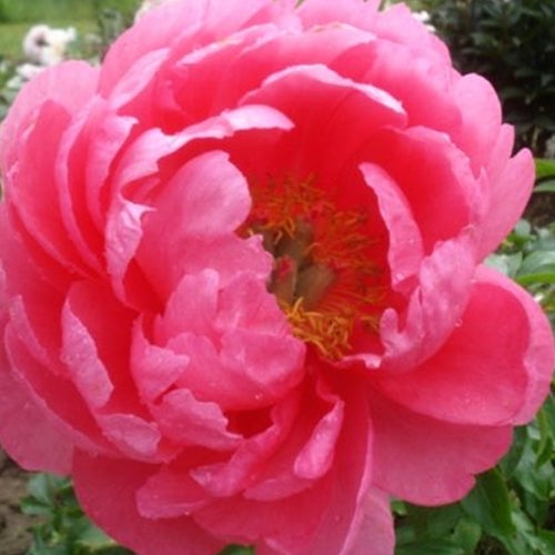 Paeonia 'Cytherea' (pink)