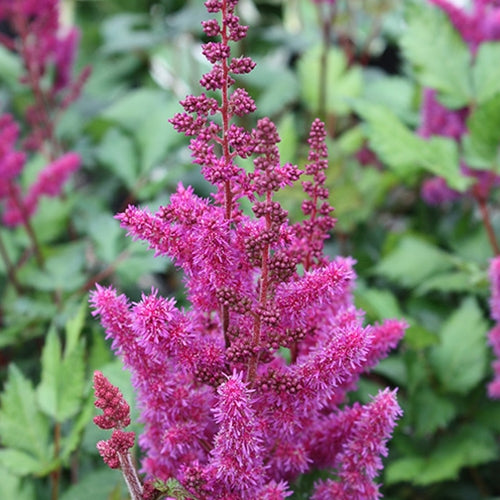Astilbe c. 'Visions in Red' PP11965 (red)