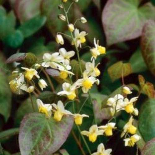 Epimedium versicolor 'Sulphureum' (yellow)