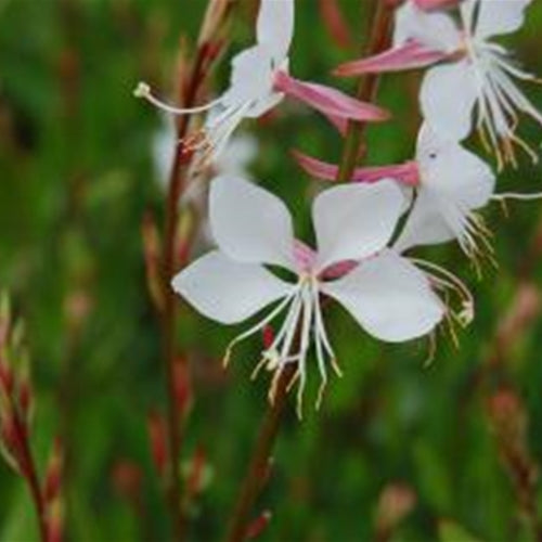 Gaura l. 'Whirling Butterflies'